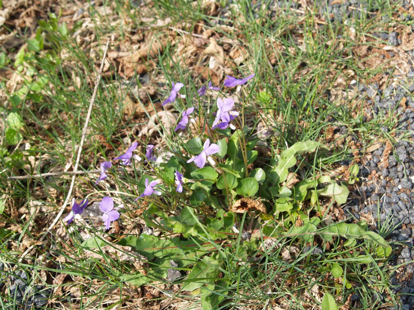 Violet, Heath Dog plant